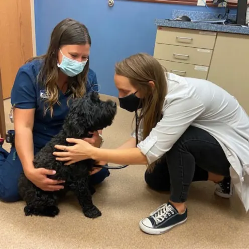 Two staff members caring for a black dog